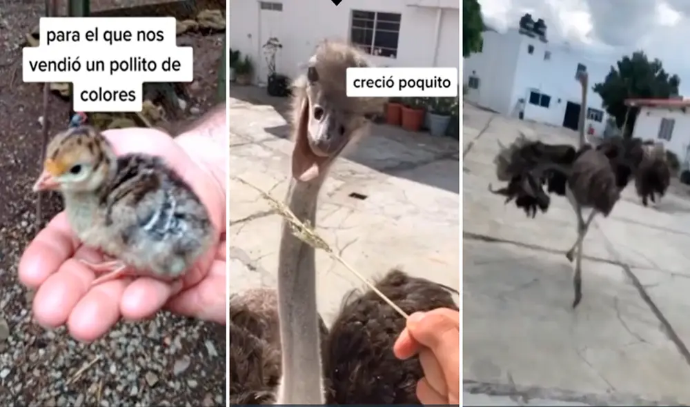El hombre se sorprendió al ver que el ave no paraba de crecer. Foto: captura de TikTok