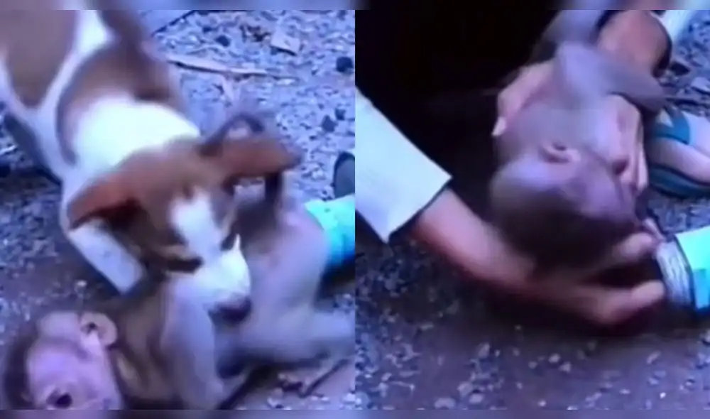El perrito hizo su mejor esfuerzo para sacar al mono. Foto: captura de @respect._videos._/TikTok El perrito hizo su mejor esfuerzo para sacar al mono. Foto: captura de @respect._videos._/TikTok