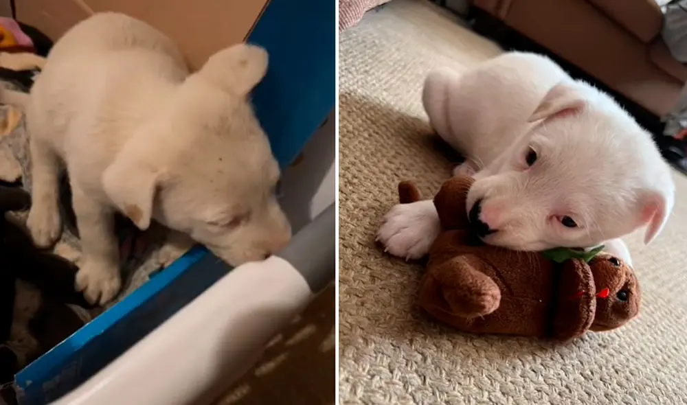 Miles de usuarios quedaron conmovidos con esta historia. Foto: captura de TikTok Miles de usuarios quedaron conmovidos con esta historia. Foto: captura de TikTok