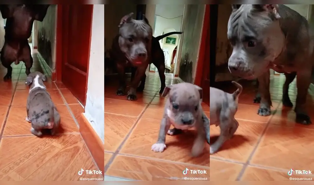 El perrito más pequeño se impuso a su progenitor. Video: @esquerouaa/TikTok El perrito más pequeño se impuso a su progenitor. Video: @esquerouaa/TikTok