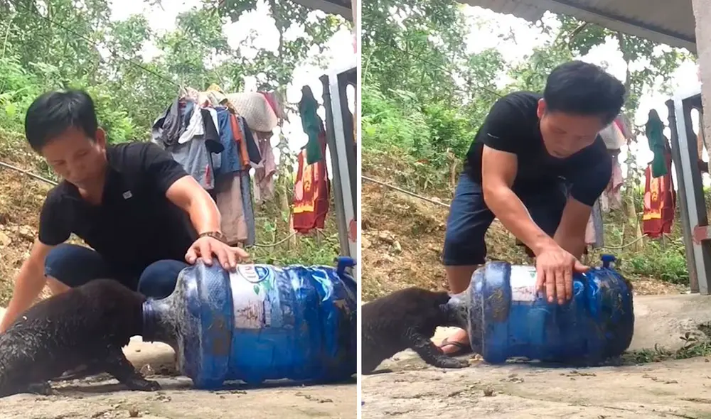 Un hombre se alarmó por unos ruidos tras regresar a casa, sin saber que su mascota había sufrido un accidente. Foto: captura de YouTube