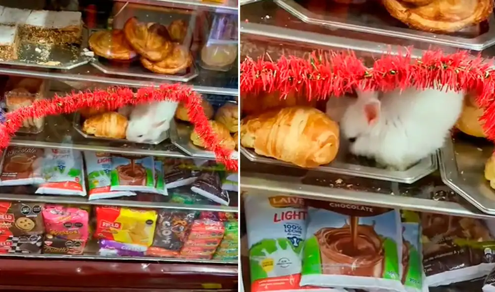 Miles de usuarios no han parado de reír con esta graciosa escena. Foto: captura de TikTok