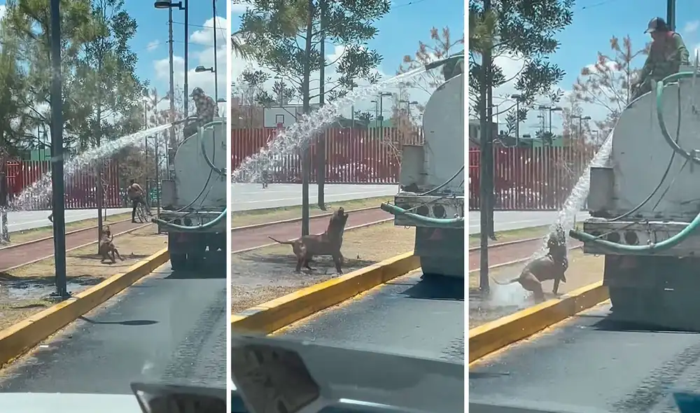 Un conductor detuvo su recorrido para grabar la curiosa acción de un can cuando trató de llamar la atención para recibir un poco de agua. Foto: captura de Facebook