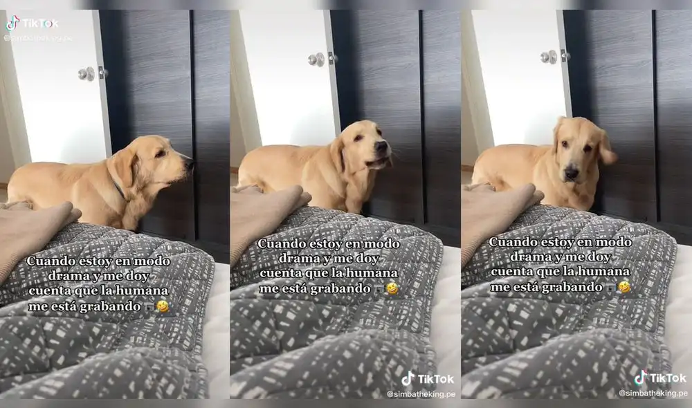 El animal le mostró su molestia a su dueña hasta que se dio cuenta de que le estaba grabando. Video: @simbatheking.pe/TikTok