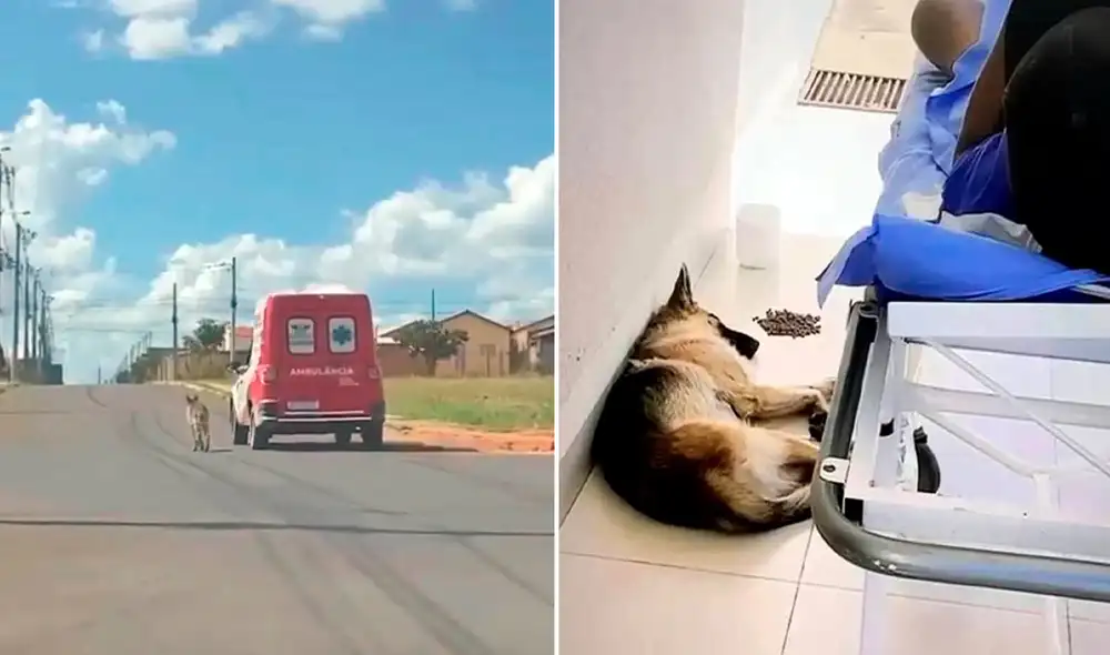 Miles de usuarios quedaron impresionados al ver esta escena. Foto: captura de Facebook Miles de usuarios quedaron impresionados al ver esta escena. Foto: captura de Facebook