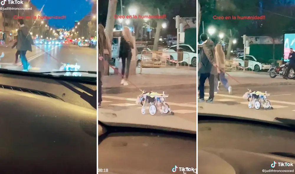 La mascota había sufrido un accidente que lo dejó con las patas traseras sin movimiento. Foto: captura de TikTok La mascota había sufrido un accidente que lo dejó con las patas traseras sin movimiento. Foto: captura de TikTok