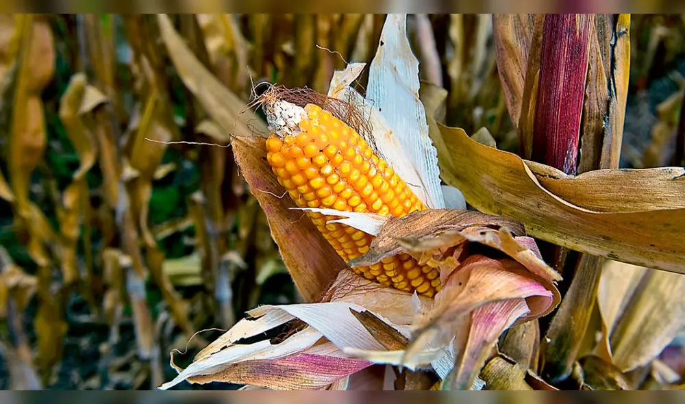 Soñar con maíz tiene diversos significados; la mayoría de ellos son positivos. Foto: AFP