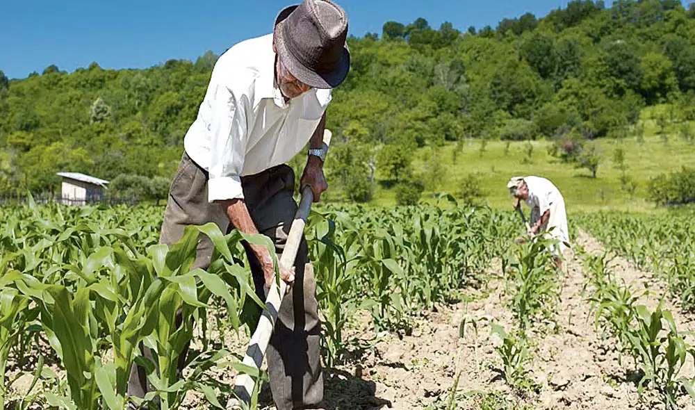 Campaña. Compra se concretará en menos de 15 días. Foto: Andina Campaña. Compra se concretará en menos de 15 días. Foto: Andina