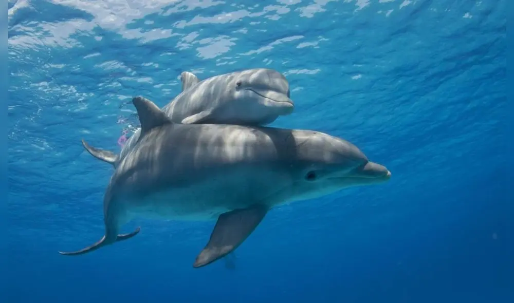 Los delfines son uno de los mejores ejemplos de que el placer sexual no es una característica única en la especie humana. Foto: AFP Los delfines son uno de los mejores ejemplos de que el placer sexual no es una característica única en la especie humana. Foto: AFP