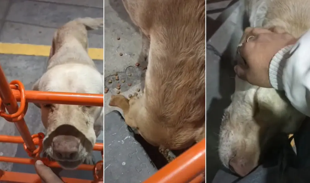 La viral escena compartida por Jony (@jony12gm) logró obtener más de 9 400 000 reproducciones en poco tiempo. Foto: captura de TikTok La viral escena compartida por Jony (@jony12gm) logró obtener más de 9 400 000 reproducciones en poco tiempo. Foto: captura de TikTok