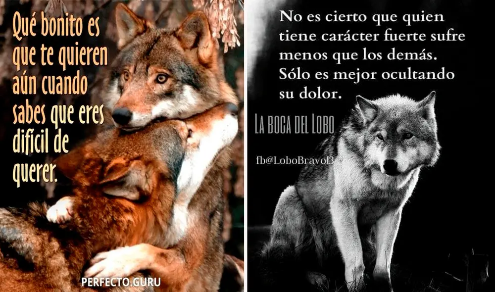 Actualmente, estas imágenes son tendencia por sus frases motivacionales o por su divertido contenido. Foto: Facebook Actualmente, estas imágenes son tendencia por sus frases motivacionales o por su divertido contenido. Foto: Facebook