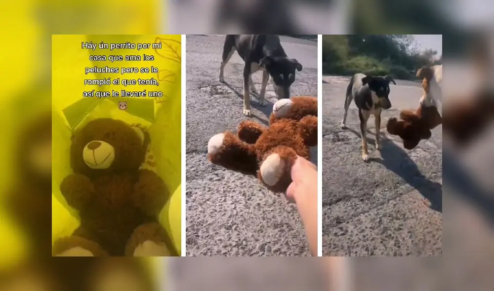 El video obtuvo más de 2,3 millones de reproducciones en la red social. Foto: captura de TikTok El video obtuvo más de 2,3 millones de reproducciones en la red social. Foto: captura de TikTok