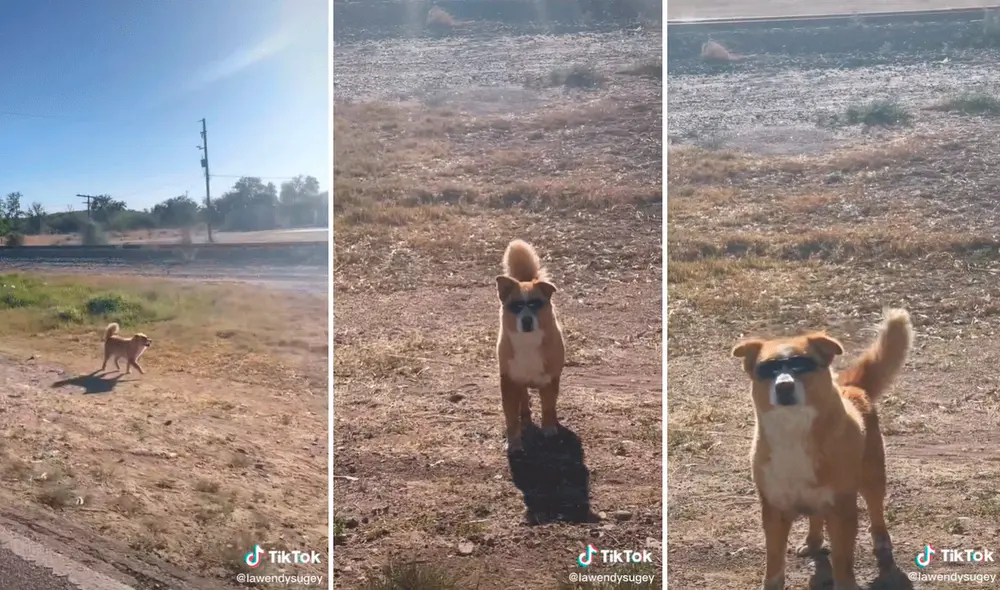 El perrito dejó asombrados a los cibernautas al no sacarse los lentes de sol. Foto: captura de TikTok