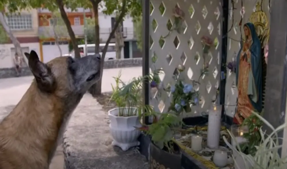El perro "Jungkook" pidió retornar a casa luego de ser abandonado por uno de los personajes de la Rosa de Guadalupe. Foto: captura YouTube El perro "Jungkook" pidió retornar a casa luego de ser abandonado por uno de los personajes de la Rosa de Guadalupe. Foto: captura YouTube