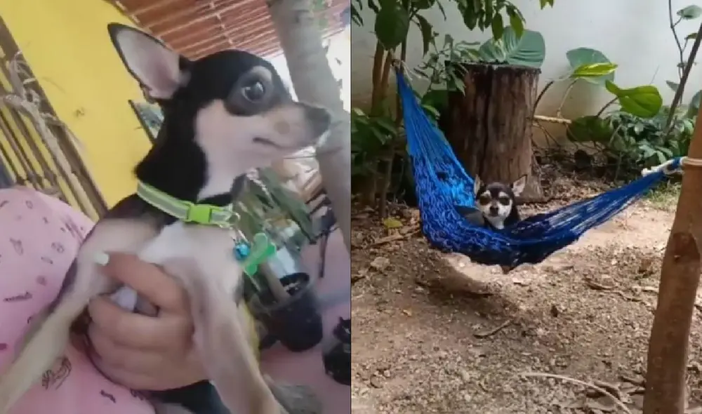 El perrito disfrutó del regalo que sus cuidadores le dieron. Foto: captura de TikTok El perrito disfrutó del regalo que sus cuidadores le dieron. Foto: captura de TikTok