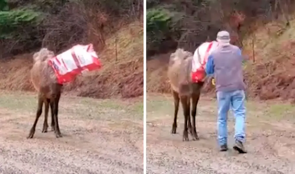 Con cuidado, el sujeto se acercó al enorme mamífero para liberarlo tras percatarse que estaba en peligro. Foto: captura de YouTube