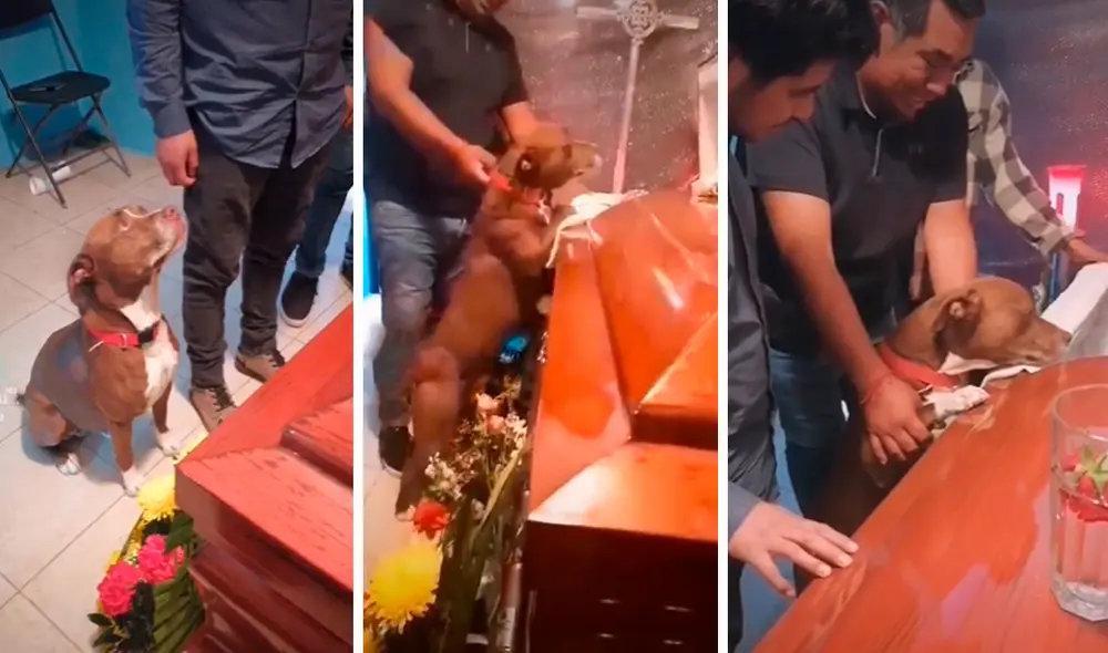 Antes de fallecer, la mujer tuvo la compañía de su querida mascota que nunca se separó de su lado. Foto: captura de YouTube