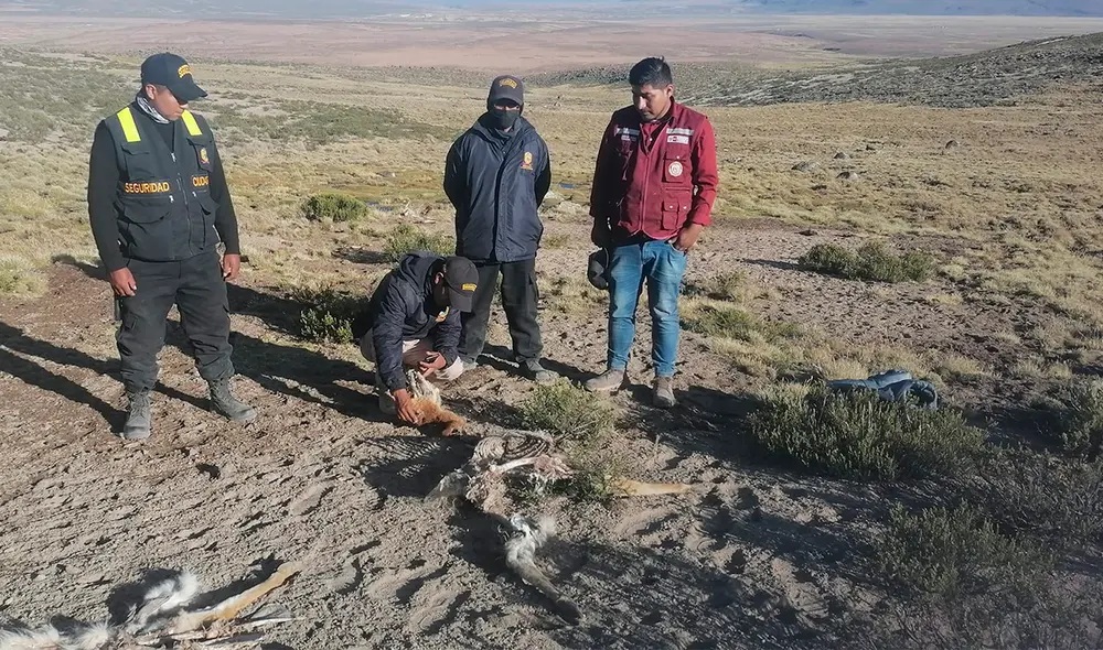 Se verificó que animales carecían de toda su lana. Foto: Subprefectura de Candarave Se verificó que animales carecían de toda su lana. Foto: Subprefectura de Candarave