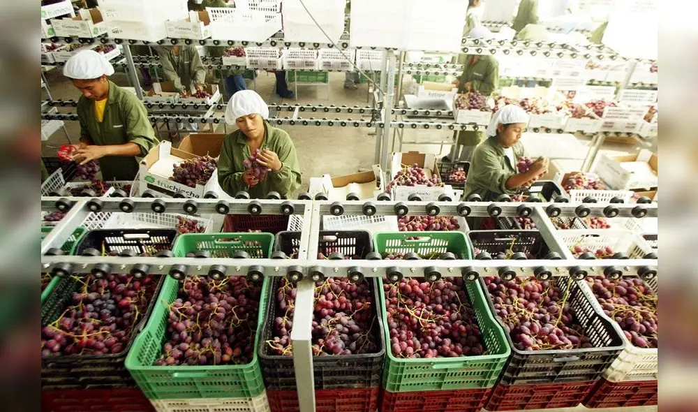 Despachos de uvas frescas sumaron US$ 39 millones 832.000. Foto: ADEX