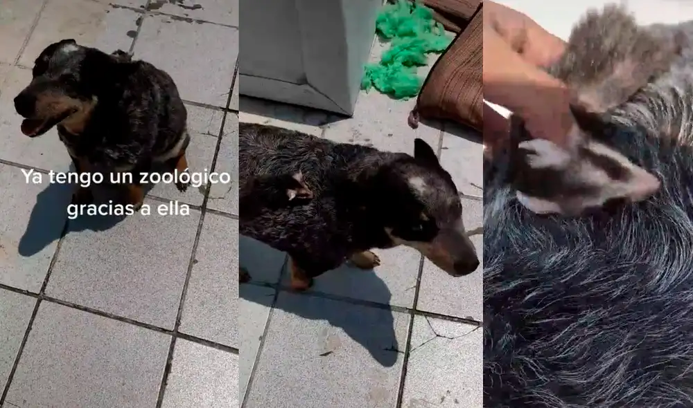 La perrita consiguió un nuevo compañero para jugar. Foto: captura de TikTok