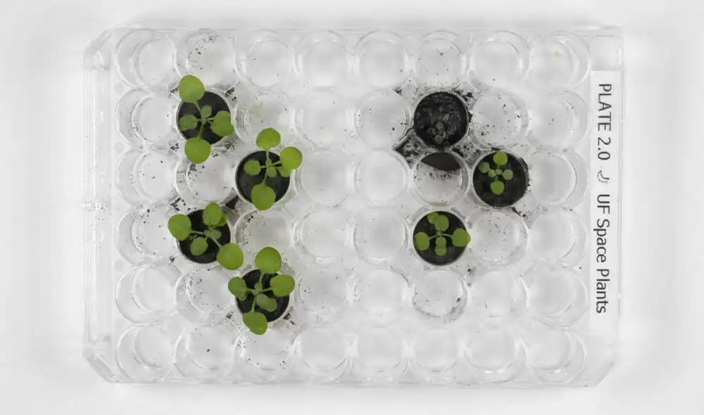 A la izquierda, 4 plantas Arabidopsis thaliana cultivadas en suelo terrestre. A la derecha, 3 que germinaron en suelo de la Luna. Foto: Universidad de Florida / Instituto de Ciencias Agrícolas y Alimentarias / Tyler Jones