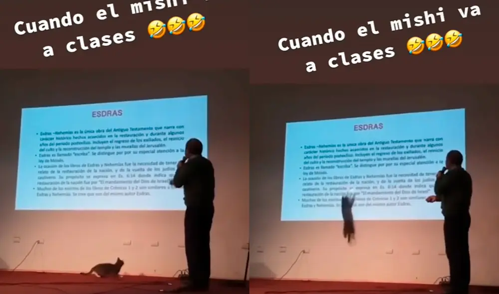 El minino saltó varias veces para tratar de 'atrapar' la luz de un láser. Foto: captura de TikTok