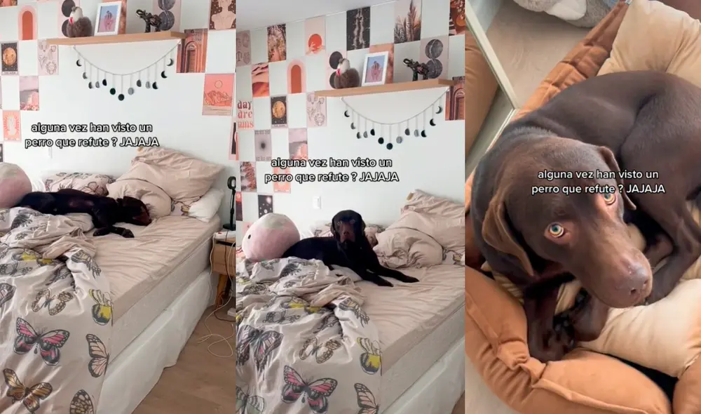 El perrito conmovió a varios usuarios que contaron experiencias similares con sus mascotas. Foto: El clip es viral en TikTok