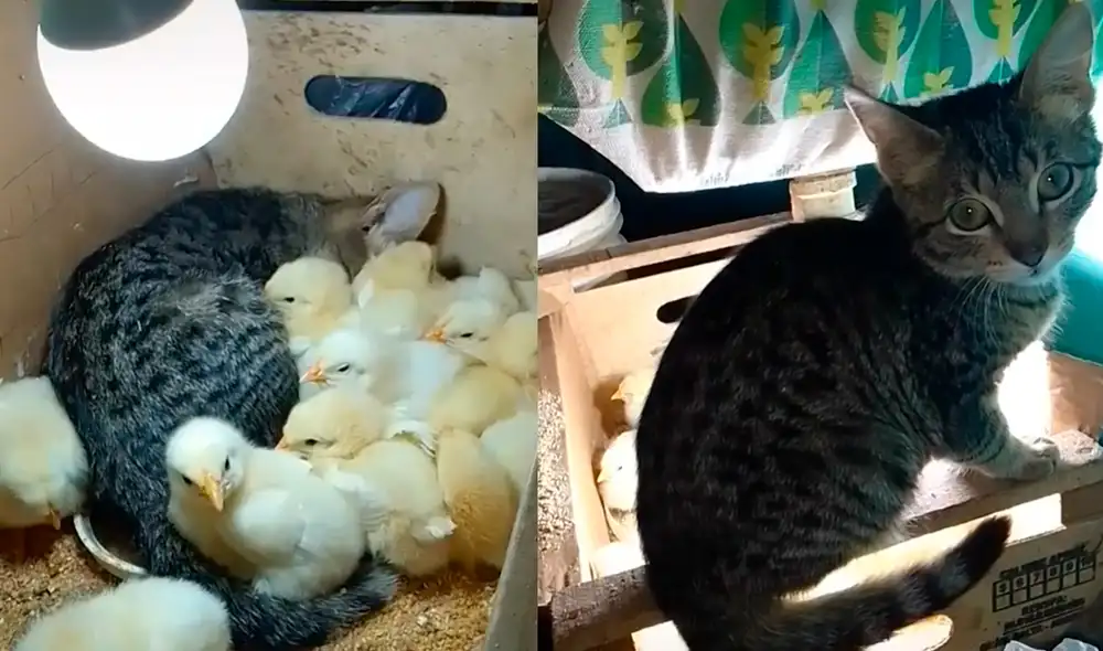 La minina Margarita descubrió un nuevo ambiente cálido en el que podía dormir sin tener frío. Foto: captura de TikTok