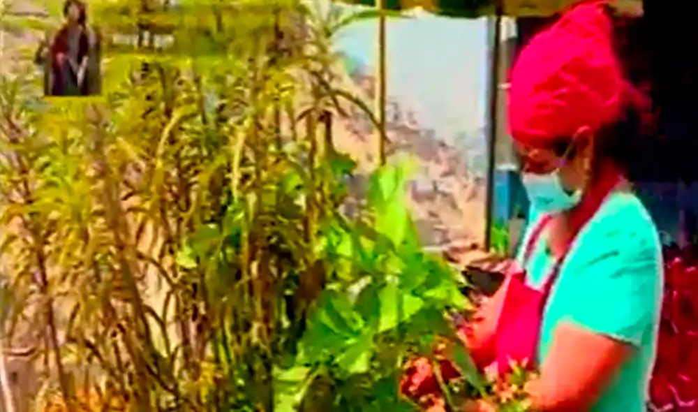 Gracias a esta idea del biohuerto, la olla común ganó premio de 1.500 soles. Foto: captura Latina