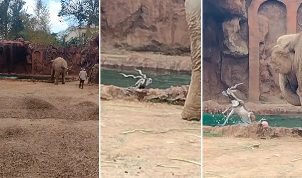 El elefante gritaba desesperadamente para que ayuden a su compañero de recinto. Foto: captura de YouTube
