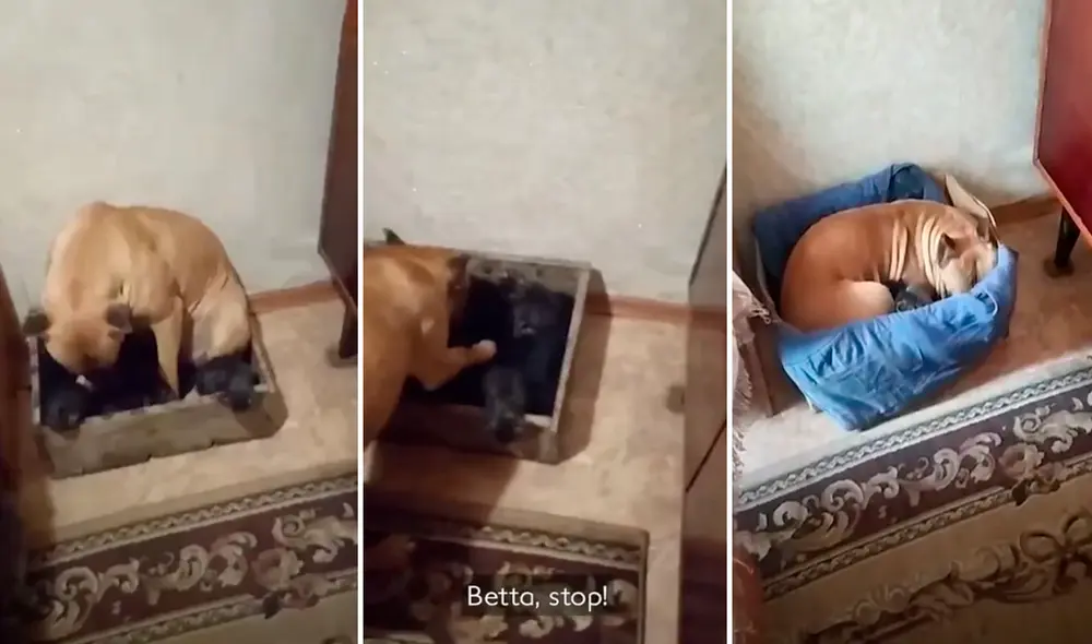 La tierna escena fue aplaudida por miles en redes sociales. Foto: captura de YouTube La tierna escena fue aplaudida por miles en redes sociales. Foto: captura de YouTube