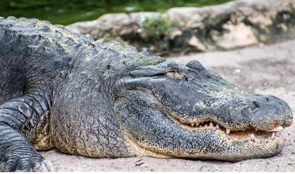Este reptil es una especie bien conservada en Florida. Foto: referencial/ABC Este reptil es una especie bien conservada en Florida. Foto: referencial/ABC