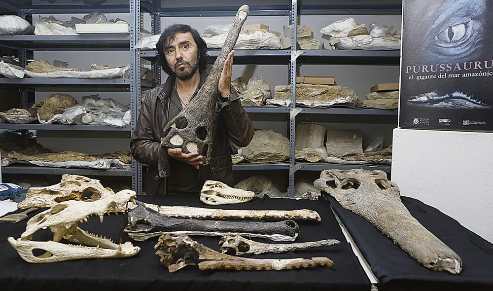 Fósiles. Paleontólogo Rodolfo Salas-Gismondi con el cráneo de un Sacacosuchus en el Museo de Historia Natural de la Universidad Mayor de San Marcos. Foto: Carlos Contreras/La República