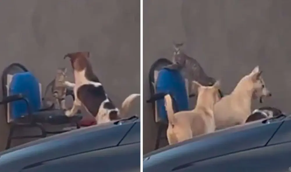 Un joven detuvo su caminata para grabar una divertida escena protagonizada por unos animales que rondaban por su vecindario. Foto: captura de Facebook