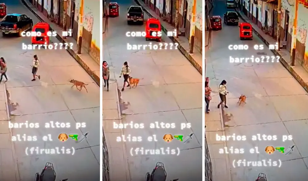 Mientras caminaba por la calle, el can volteó y se apresuró cuando notó que una joven llevaba un bocadillo en su mano. Foto: captura de TikTok