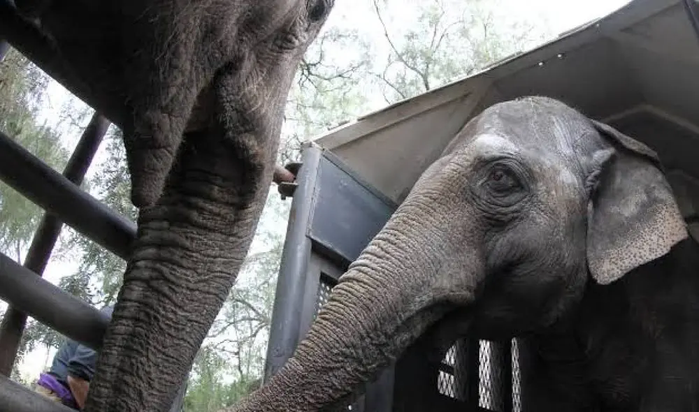 Miles de usuarios quedaron conmovidos con esta historia. Foto: captura de YouTube