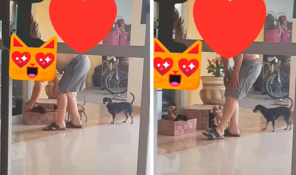 Pese a que no estaba de acuerdo, un hombre cambió de idea y se encargó de cuidar a unos cachorros que se convirtieron en sus ‘engreídos’. Foto: captura de Facebook Pese a que no estaba de acuerdo, un hombre cambió de idea y se encargó de cuidar a unos cachorros que se convirtieron en sus ‘engreídos’. Foto: captura de Facebook