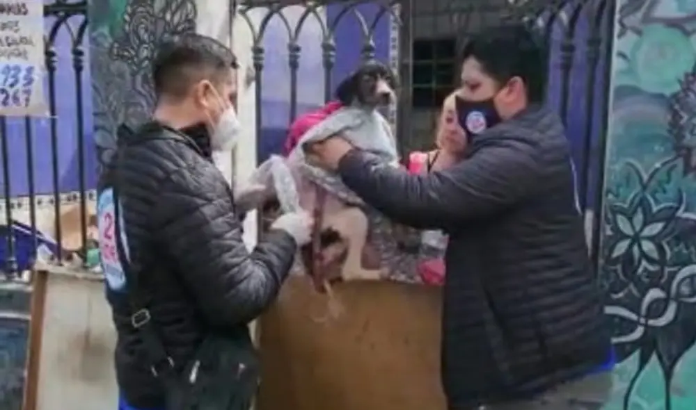 Los animalitos ahora se encuentras en la veterinaria 24 Horas Animal Surco.