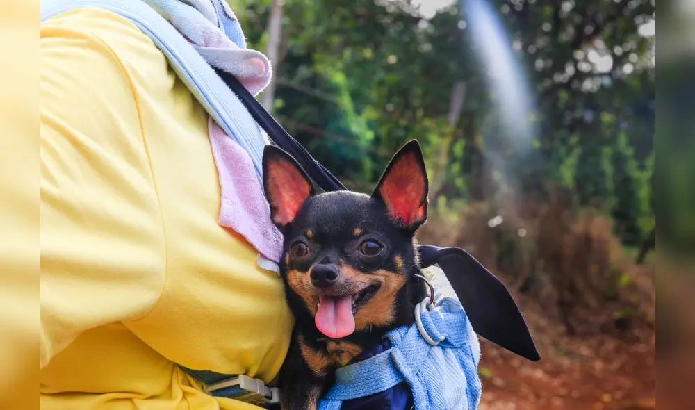 Viajar con el fiel amigo requiere de una exigente preparación. Foto: Pexels