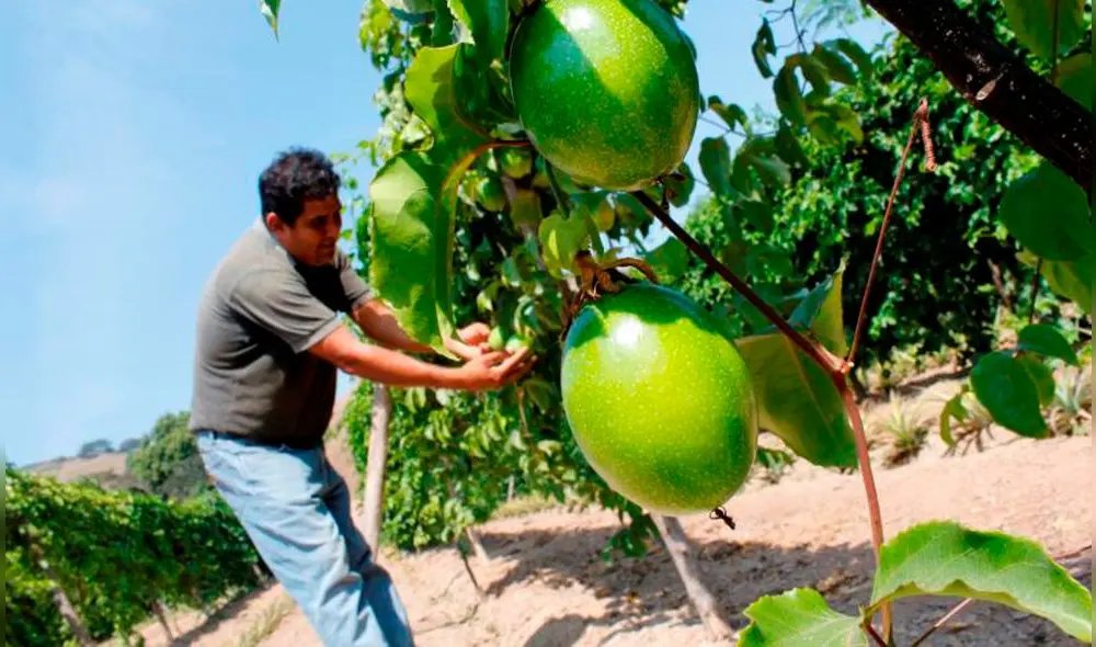 La maracuyá del norte es preferida por las industrias de jugos peruanas y extranjeras. Foto: Agraria.pe