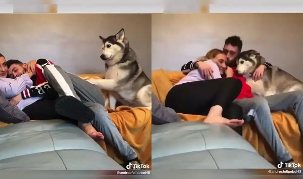 La perrita recibió el abrazo de su dueño después de tocarlo con su pata. Video: @huskyand/TikTok