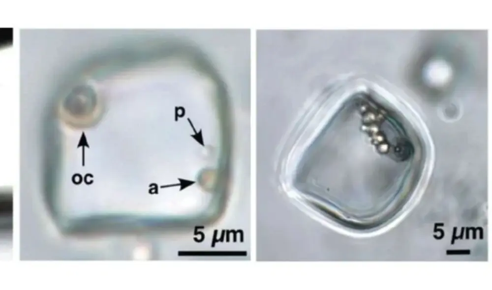 Los microscópicos seres fueron hallados en minerales extraídos de un desierto en Australia, que antes fue un mar salado. Foto: Schreder-Gomes, et. al. (2022) Los microscópicos seres fueron hallados en minerales extraídos de un desierto en Australia, que antes fue un mar salado. Foto: Schreder-Gomes, et. al. (2022)