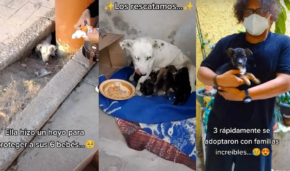 Las crías pudieron ser adoptadas por nuevas familias. Foto: captura de TikTok Las crías pudieron ser adoptadas por nuevas familias. Foto: captura de TikTok
