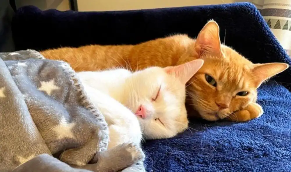 Los gatos escucharían las conversaciones de las personas, señalaron los encargados de la investigación. Foto: The Asahi Shimbun