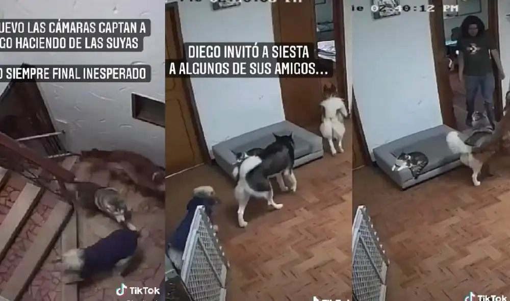 El perrito Diego abrió las puertas de las habitaciones para dejar entrar a sus 'amigos'. Foto: captura de TikTok El perrito Diego abrió las puertas de las habitaciones para dejar entrar a sus 'amigos'. Foto: captura de TikTok