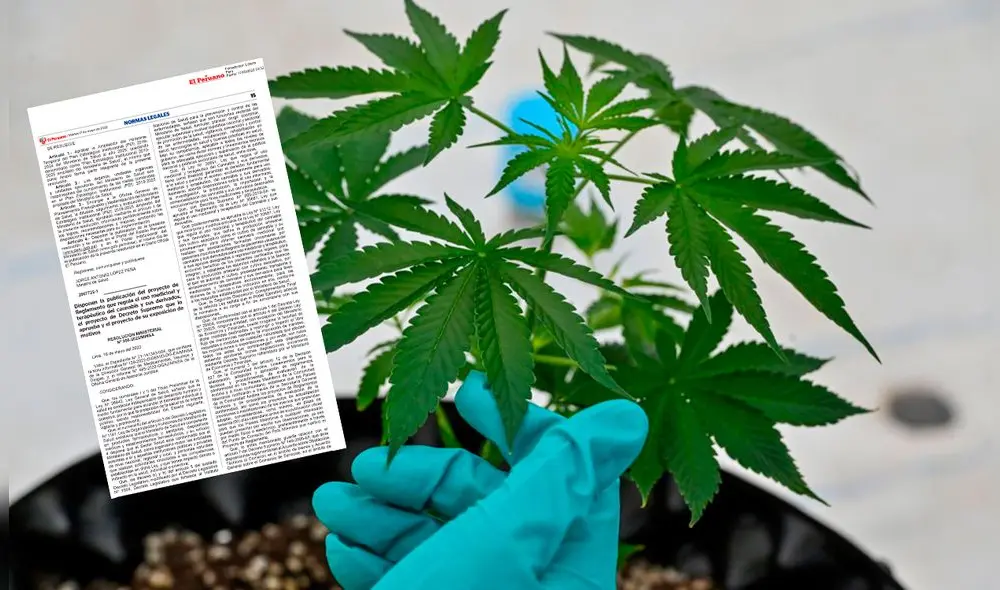 El uso medicinal y terapéutico del cannabis y sus derivados está regulado en la Ley 30681, publicada en noviembre del 2017. Foto Composición LR