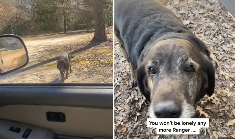 El adorable video obtuvo más de 3,2 millones de reproducciones. Foto: captura de TikTok El adorable video obtuvo más de 3,2 millones de reproducciones. Foto: captura de TikTok