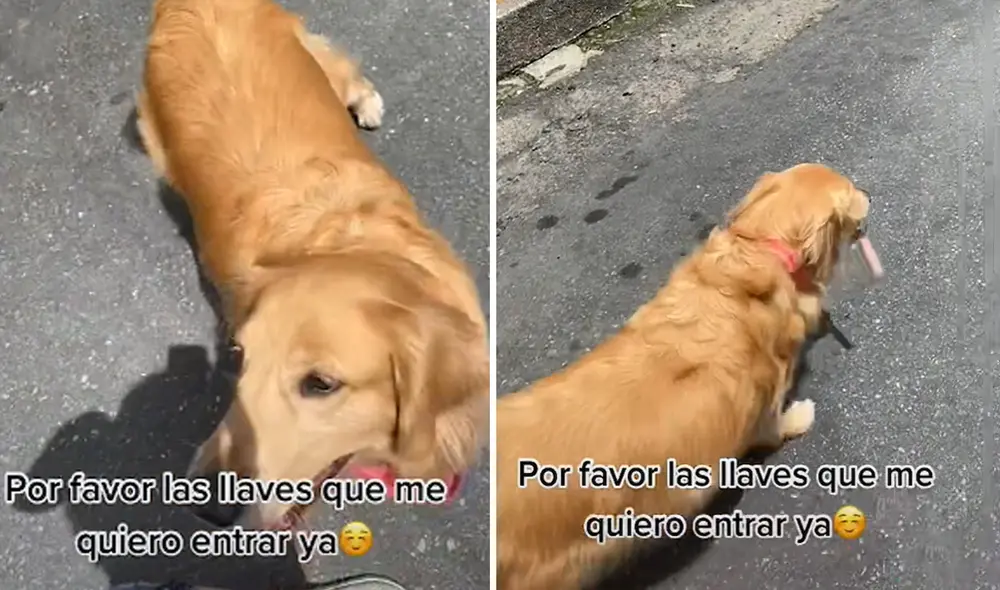 El clip obtuvo más de 90.000 reproducciones en la red social. Foto: captura de TikTok El clip obtuvo más de 90.000 reproducciones en la red social. Foto: captura de TikTok