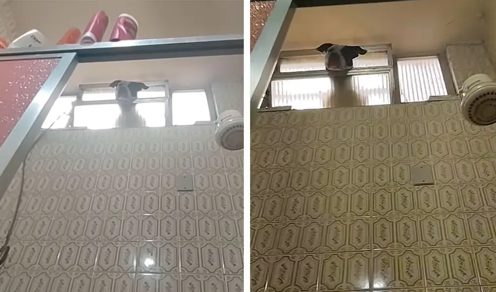 Pese a que su dueña solo iba a demorar unos segundos, un can no aguantó y trepó a un muro para buscarla. Foto: captura de Facebook Pese a que su dueña solo iba a demorar unos segundos, un can no aguantó y trepó a un muro para buscarla. Foto: captura de Facebook