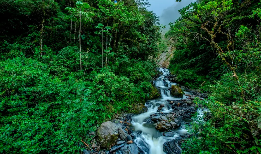 Hotspot Andes Tropicales. Foto: Michelle León / Pronaturaleza Hotspot Andes Tropicales. Foto: Michelle León / Pronaturaleza